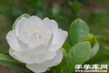 梔子花 梔子花