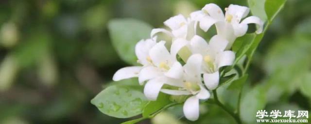 夜來香怎么施肥，這樣做才正確！