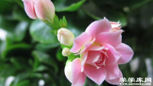 怎么辨別圣誕伽藍菜