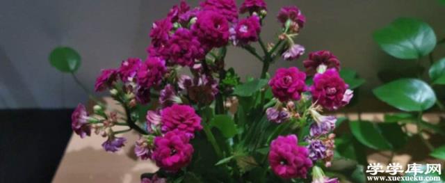 長壽花施肥方法，施肥過多的癥狀