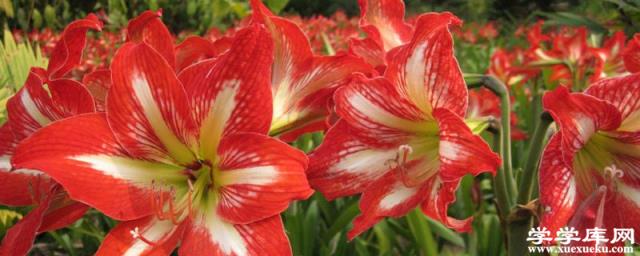 朱頂紅幾月份剪葉子