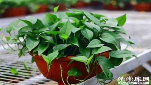 室內怎么養綠蘿才茂盛