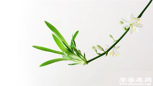 家里吊蘭開花寓意什么