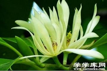 美麗的白蘭花
