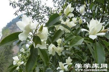 漂亮的白蘭花