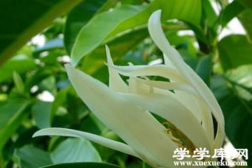 白蘭花
