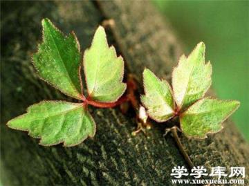 藥物處理