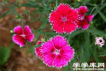 石竹開花